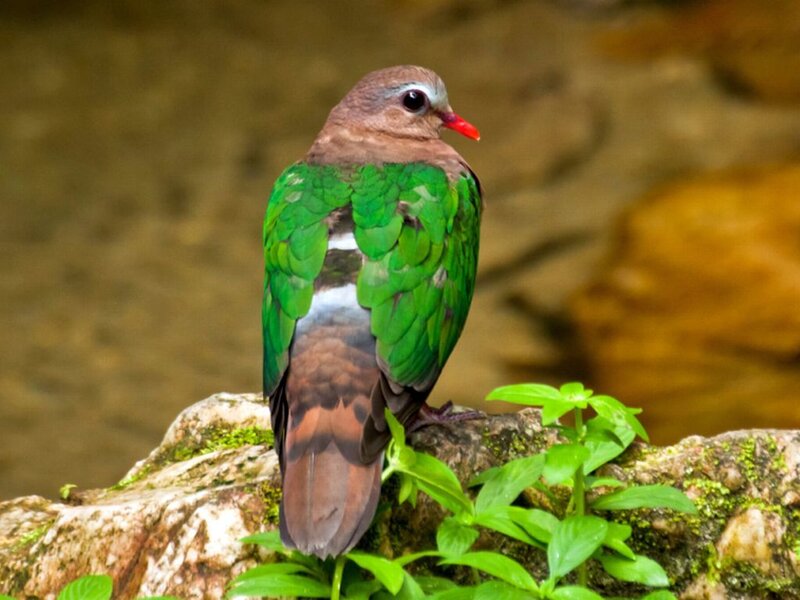 Green-winged Pigeon — Green, Calm, Photograph