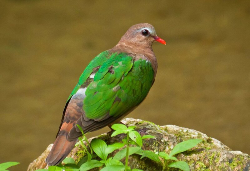 Green-winged Pigeon — Green, Calm