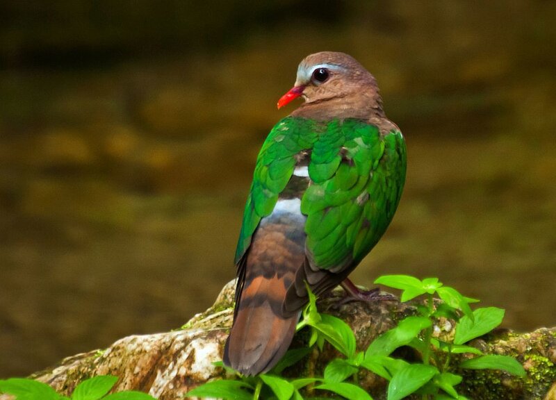 Green-winged Pigeon — Green