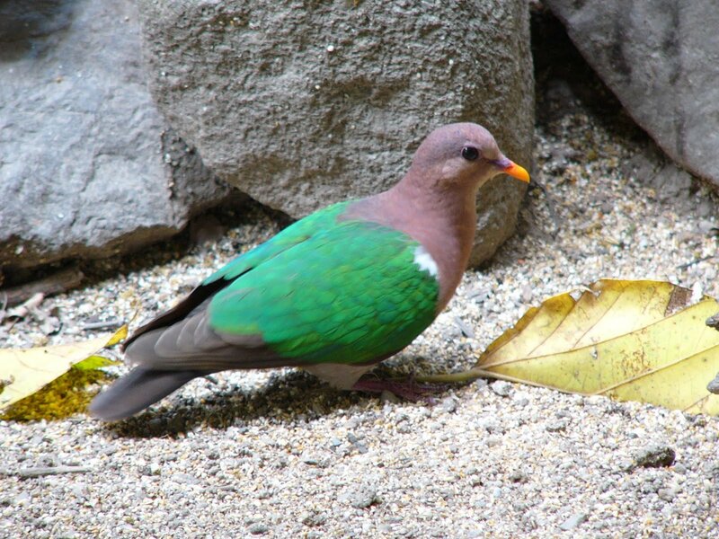 Green-winged Pigeon