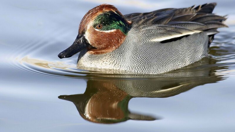 Green-winged teal duck swimming