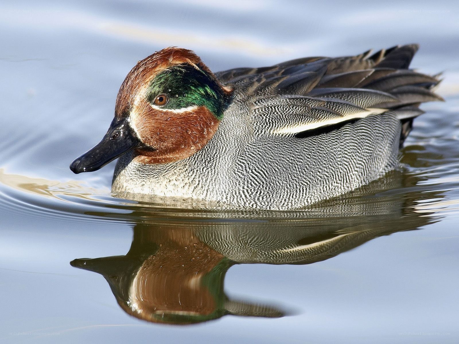 Green-winged teal duck swimming