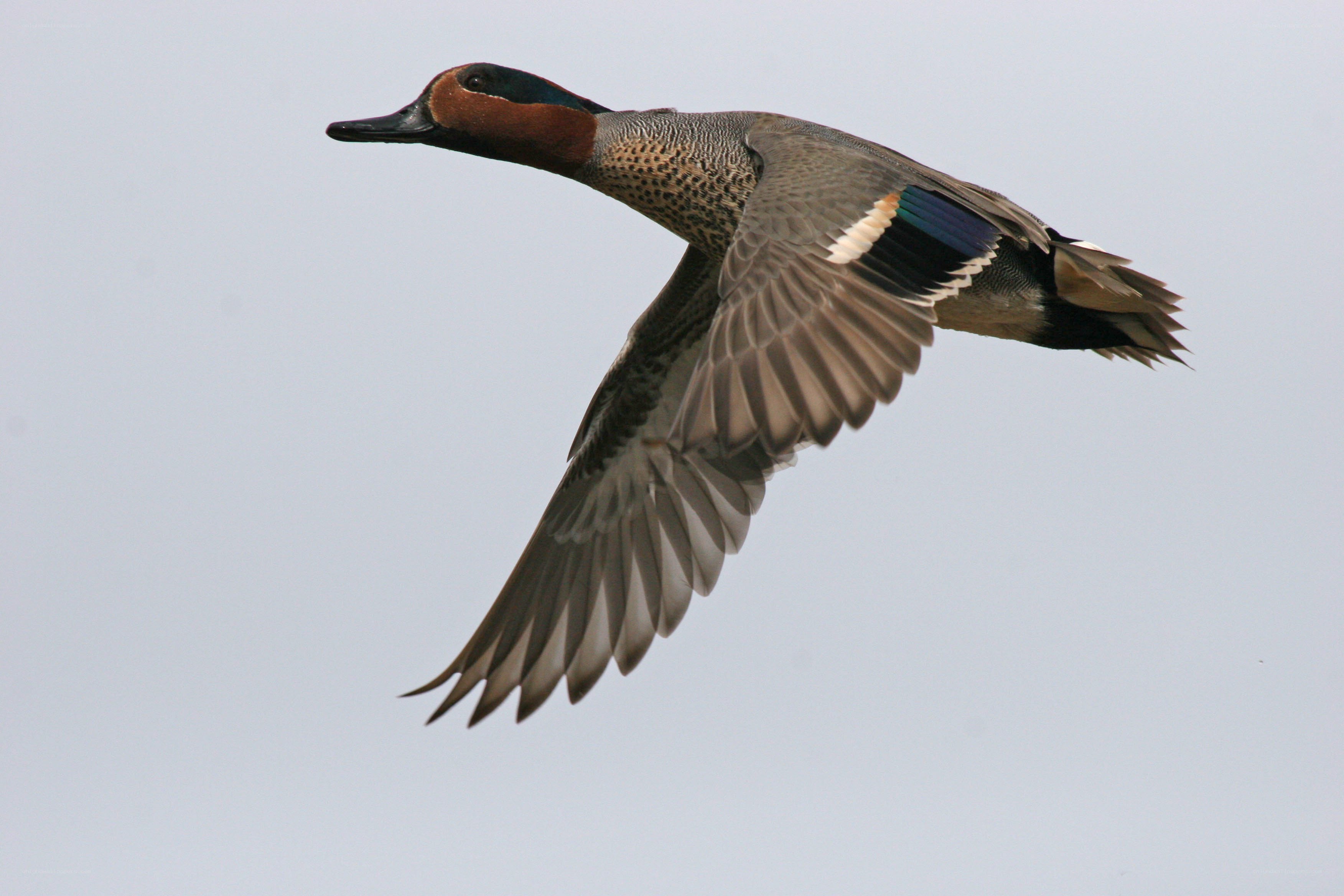 green-winged teal in flight