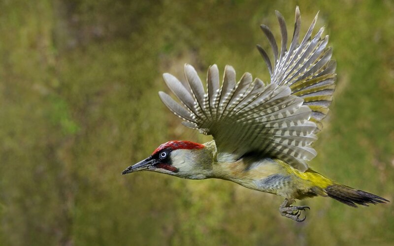 green woodpecker in flight