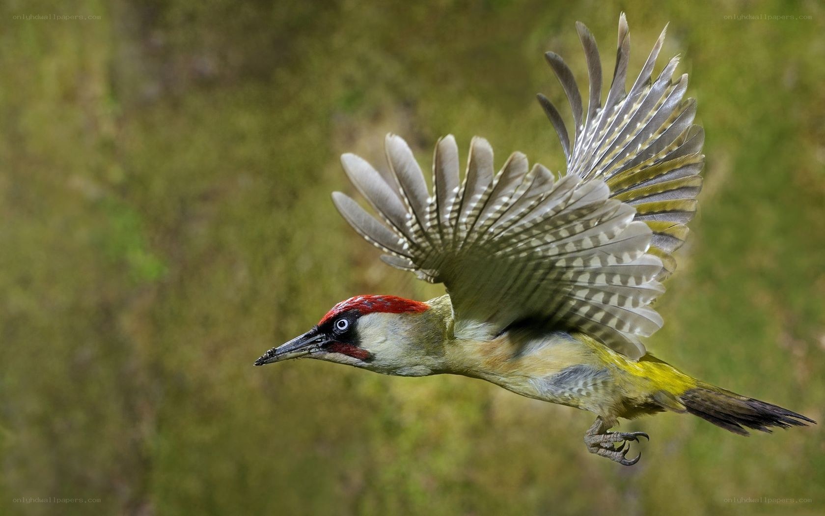 green woodpecker in flight