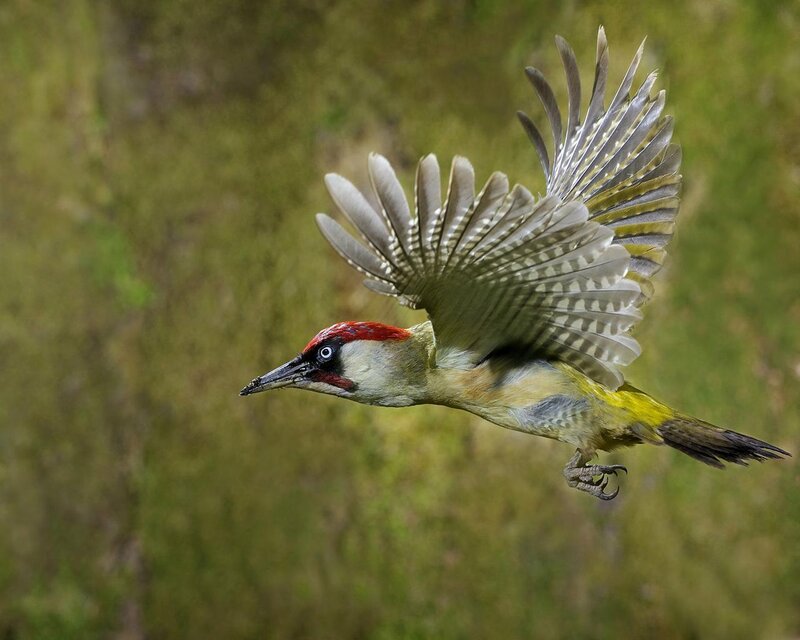 Green Woodpecker in Flight — Dynamic