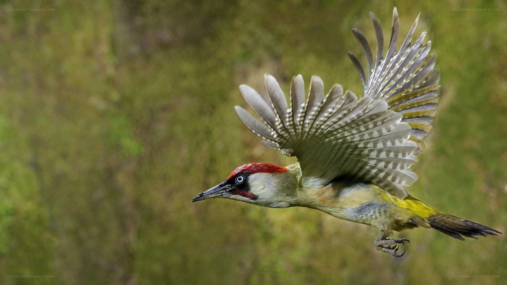 Green woodpecker in flight
