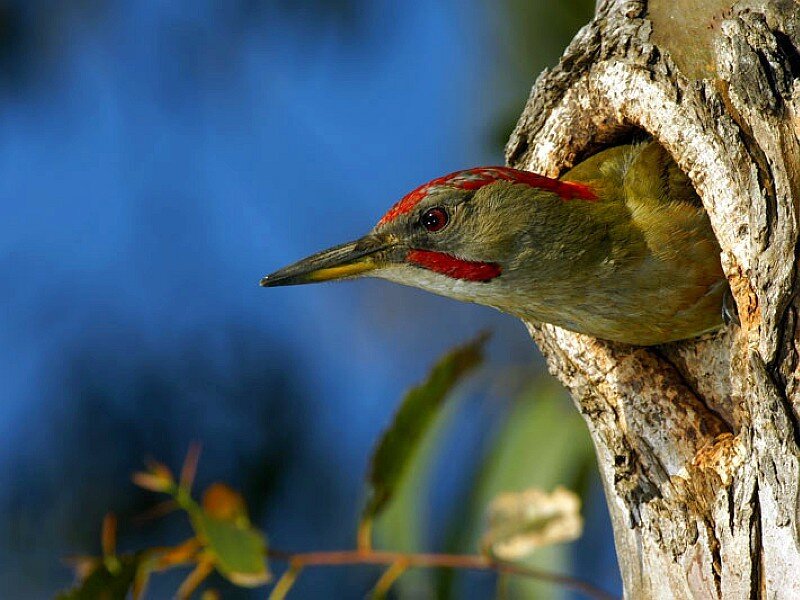 Green woodpecker in tree hole