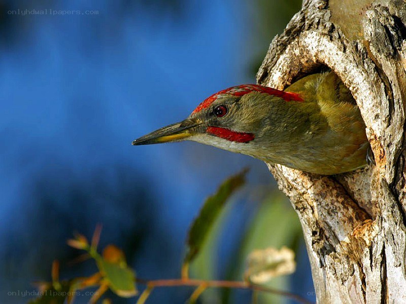 Green woodpecker in tree hole