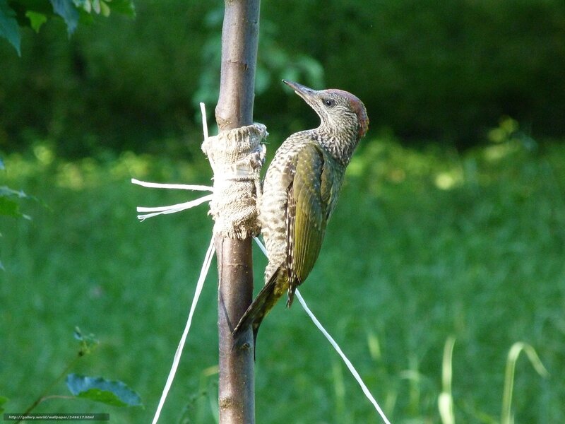 Green woodpecker on a branch