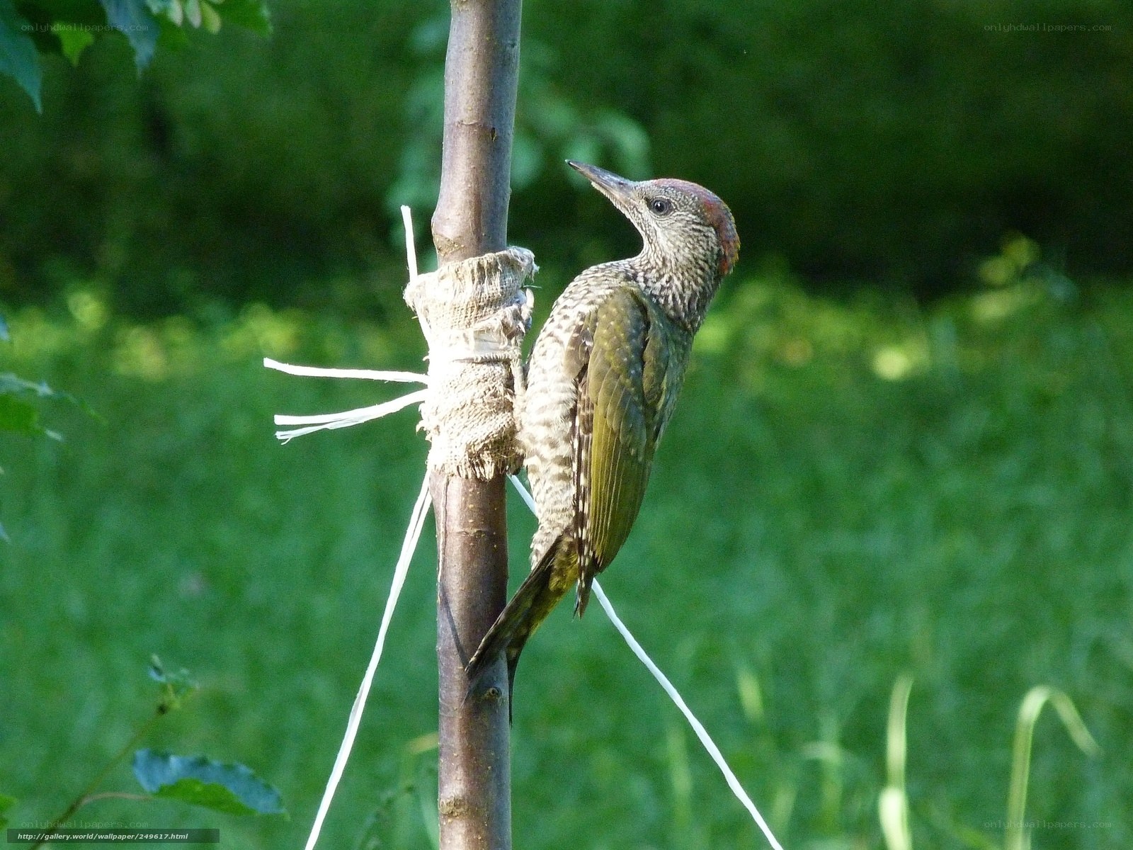 Green woodpecker on a branch