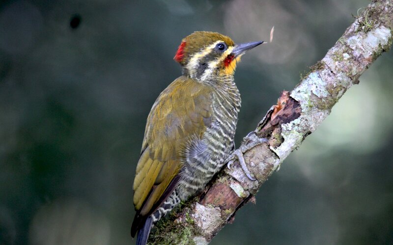 Green Woodpecker on Branch