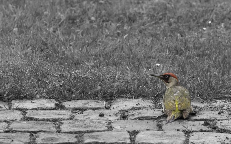 Green Woodpecker