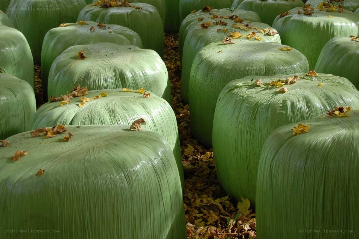 Green-wrapped hay bales