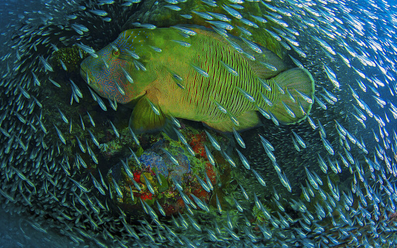 Green Wrasse Fish