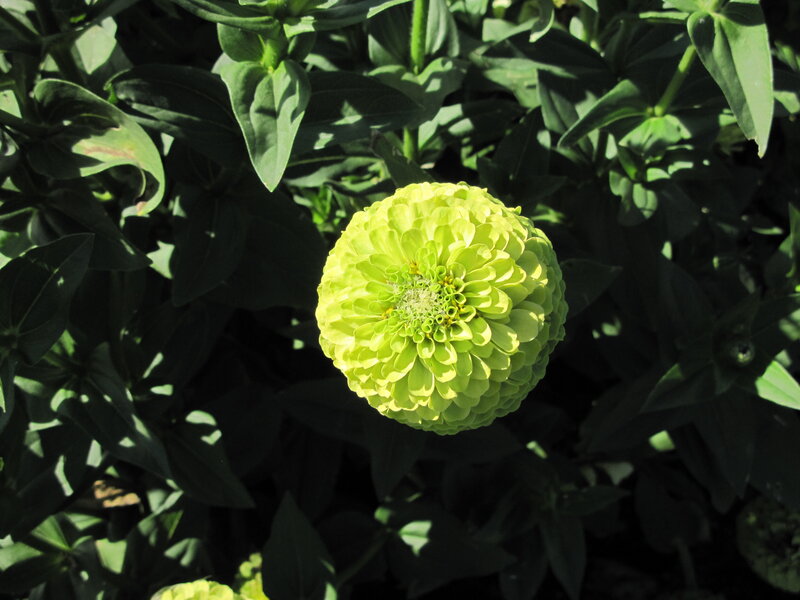 Green Zinnia Flower