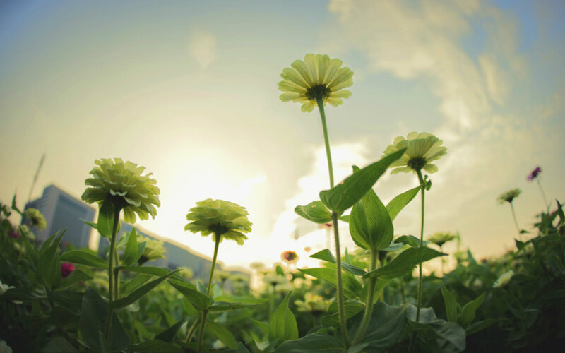 Green Zinnia Flowers — Serene