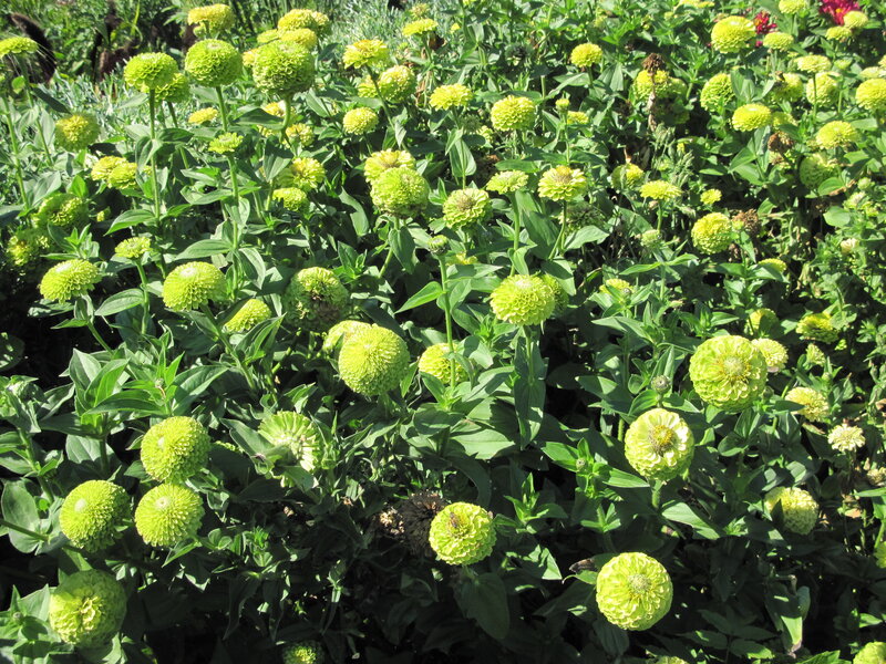 Green Zinnia Flowers