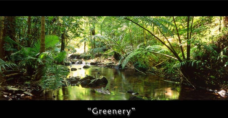 Greenery in a forest stream