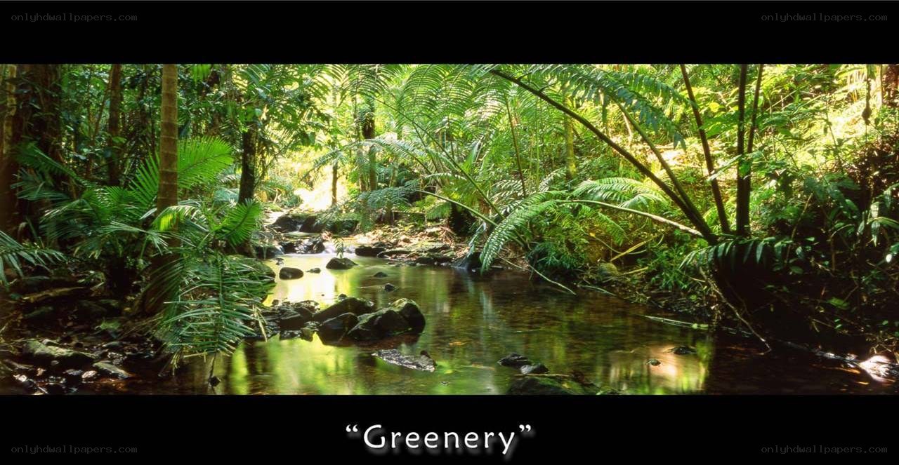 Greenery in a forest stream