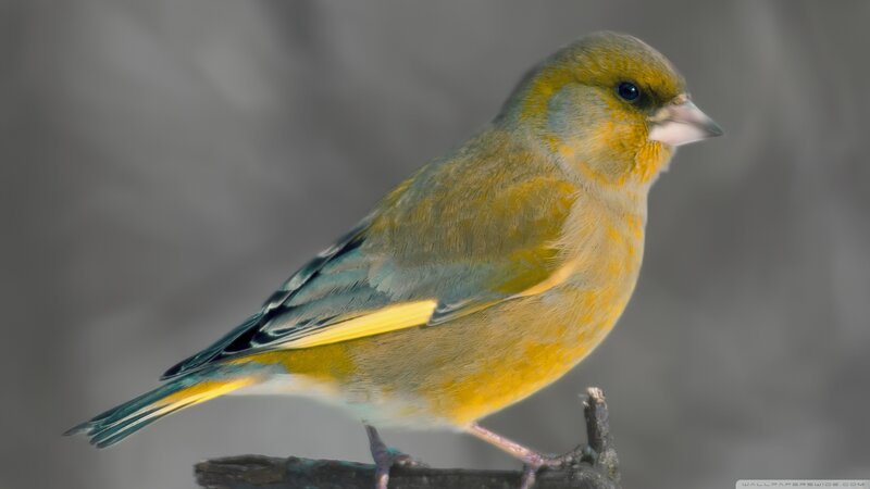 Greenfinch Bird