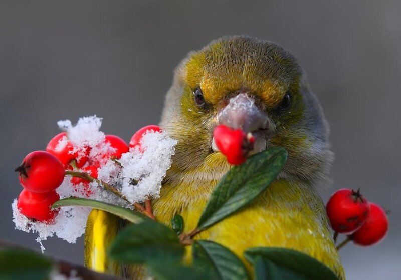 Greenfinch Eating Berry