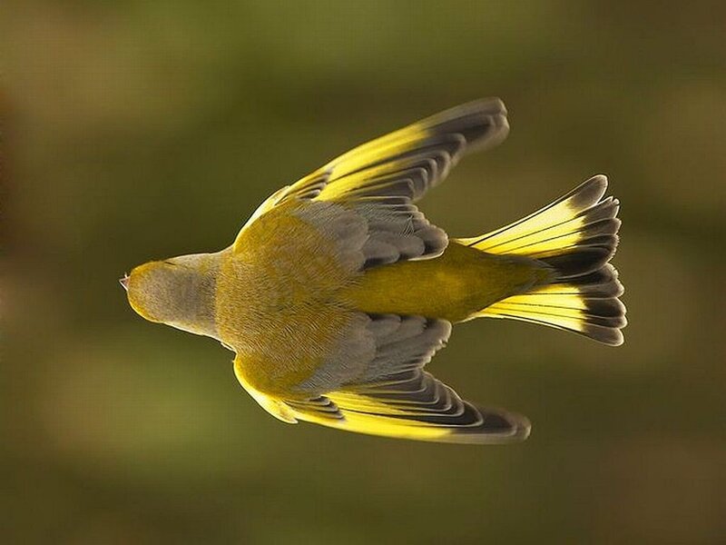 Greenfinch in Flight