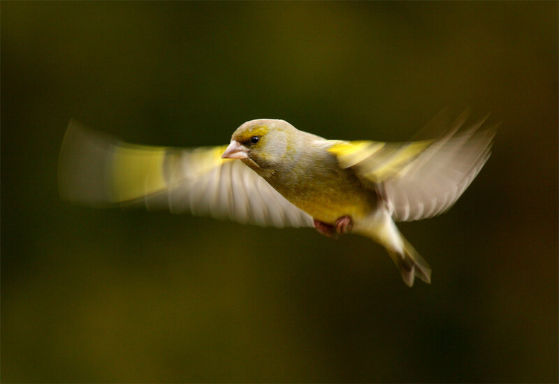 Greenfinch in Flight — Yellow