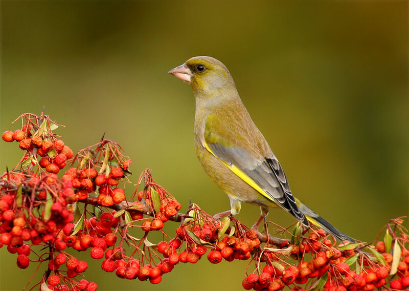 Greenfinch on Berry Branch