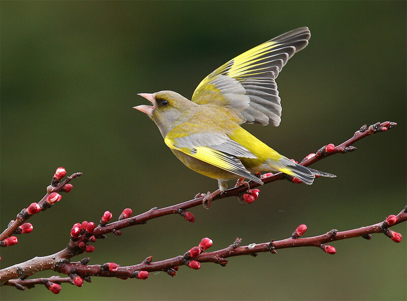 Greenfinch on Branch