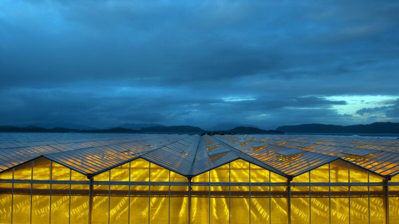 Greenhouse Roofs at Dusk