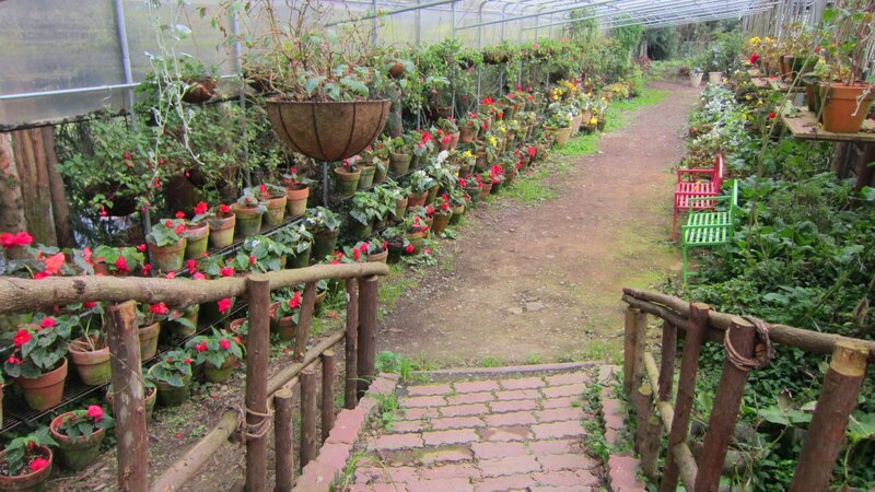 Greenhouse with Potted Plants