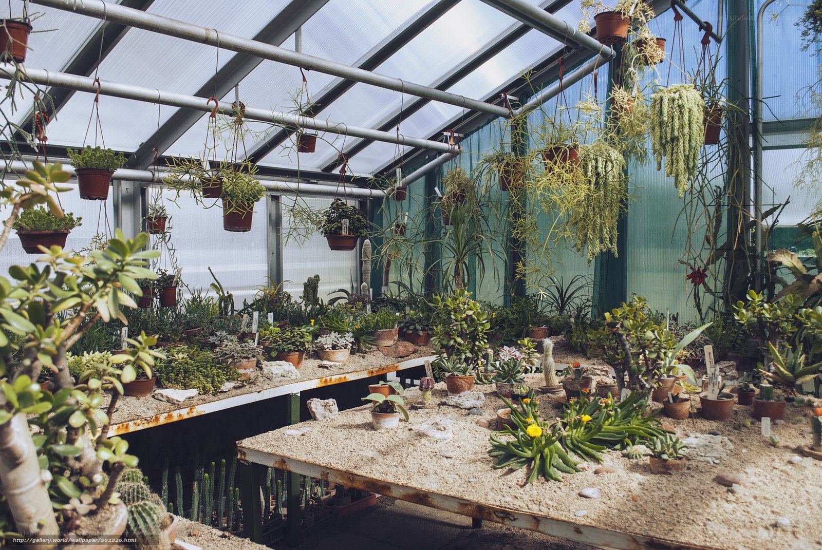 Greenhouse with succulents and cacti