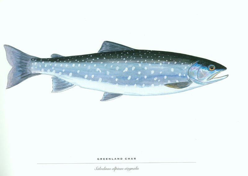 Greenland Char Fish