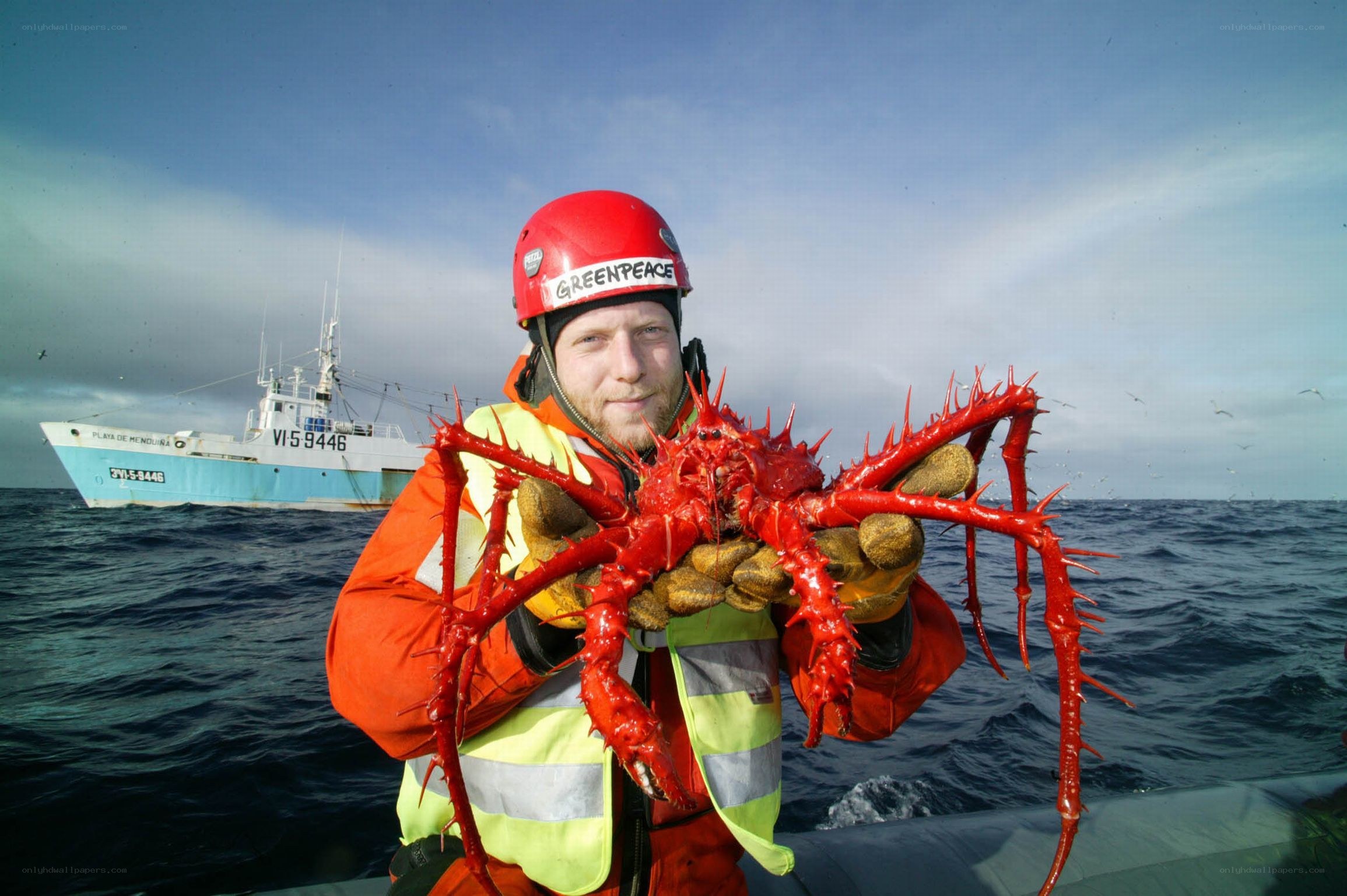 Greenpeace activist with spider crab