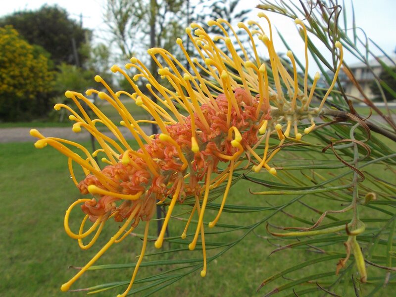 Grevillea Flower Bloom