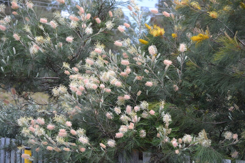 Grevillea Flower Bush