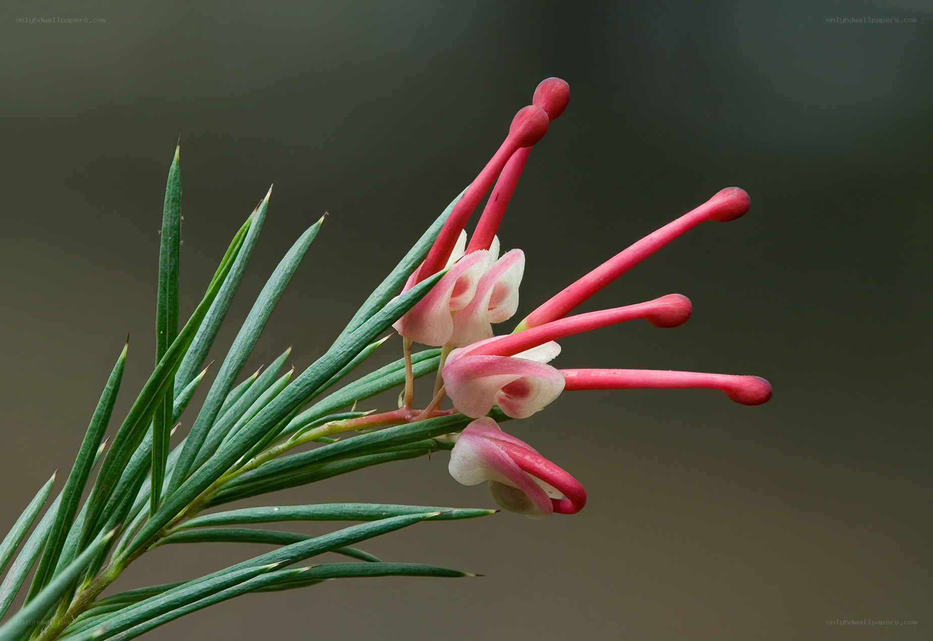 Grevillea flower with pink stamens