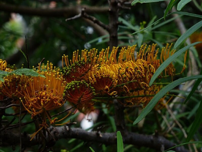 Grevillea Flowers on Branch