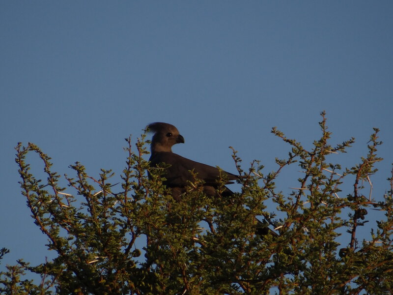 Grey Bird on Tree