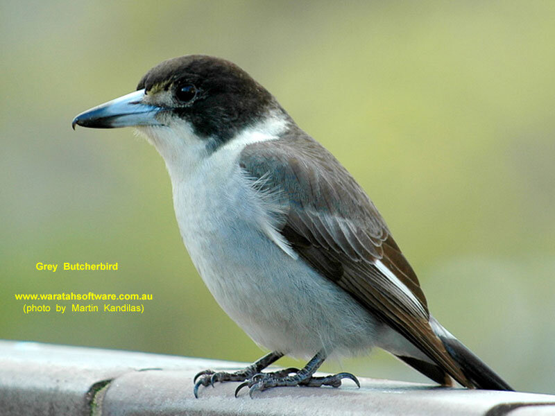 Grey Butcherbird