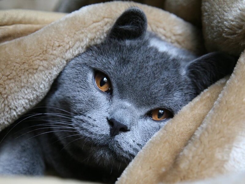 Grey Cat under Blanket