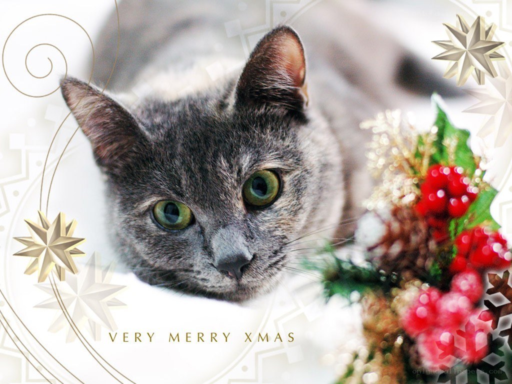 Grey cat with Christmas decor