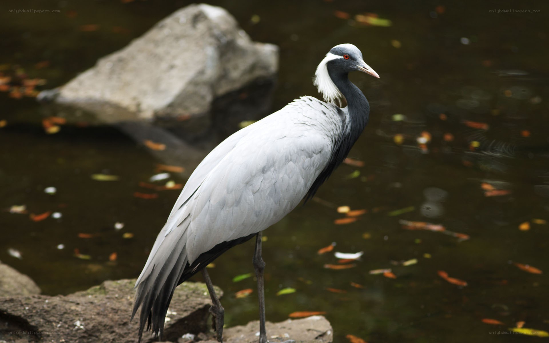 Grey crane by the water