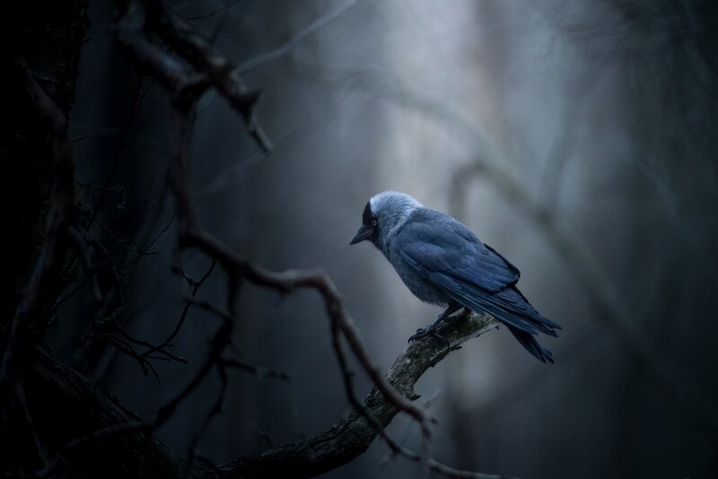 Grey Crow on Branch