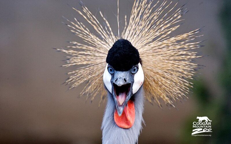 Grey Crowned Crane — Alert