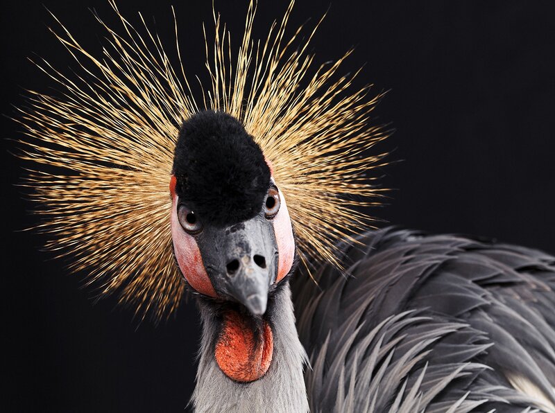Grey Crowned Crane — Black, Dramatic