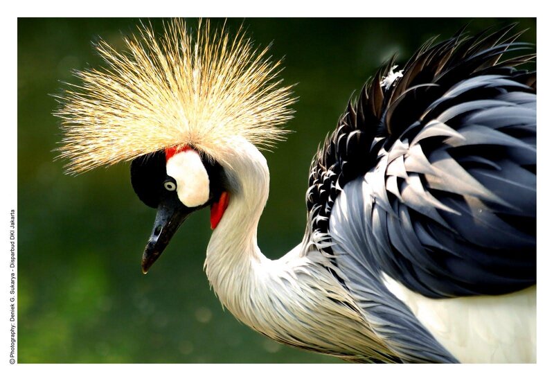 Grey-crowned Crane — Black, Natural