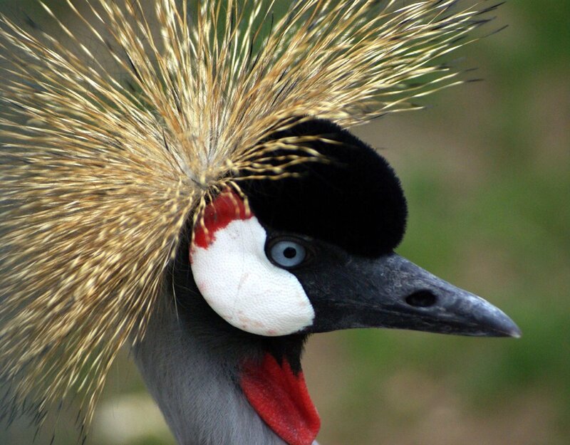 Grey Crowned Crane — Black