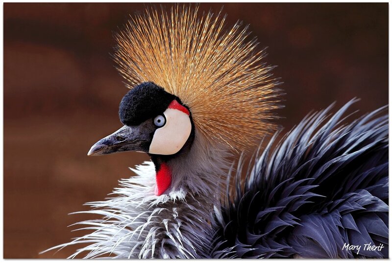Grey-crowned Crane — Brown